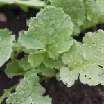 blecha-krizata-na-redkvickach-okamzite-zmizi-cim-postrikat-zahony.webp.webp