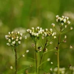 jak-odstranit-pastyrskou-mosnu-nejlepsi-herbicidy-a-lidove-metody.webp.webp