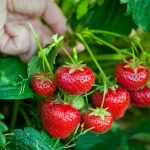 sklizene-jahody-co-dal-spravna-pece-o-kere-po.webp.webp